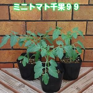 野菜苗 沢山できるよミニトマト 新品種の千果 チカ 99の2株セット 8646 イングの森 花 苗 育て方 通販 Yahoo ショッピング