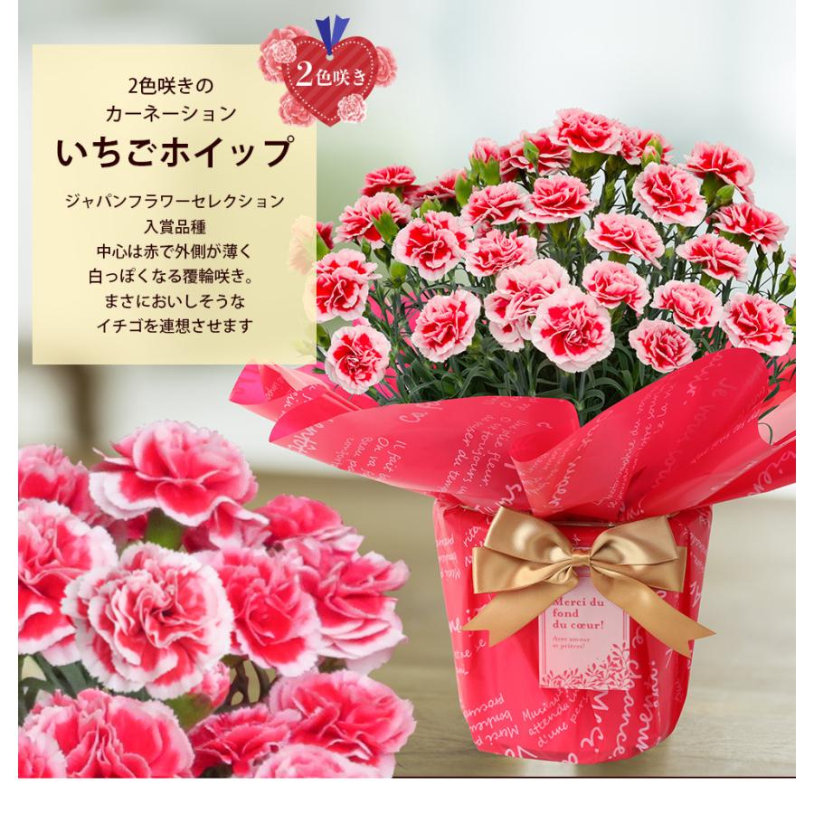 遅れてごめんね 母の日 カーネーション5号 22 鉢植え 花 プレゼント ギフト おしゃれ オシャレ 60代 70代 80代 A イングの森 花 苗 球根 育て方 通販 Yahoo ショッピング