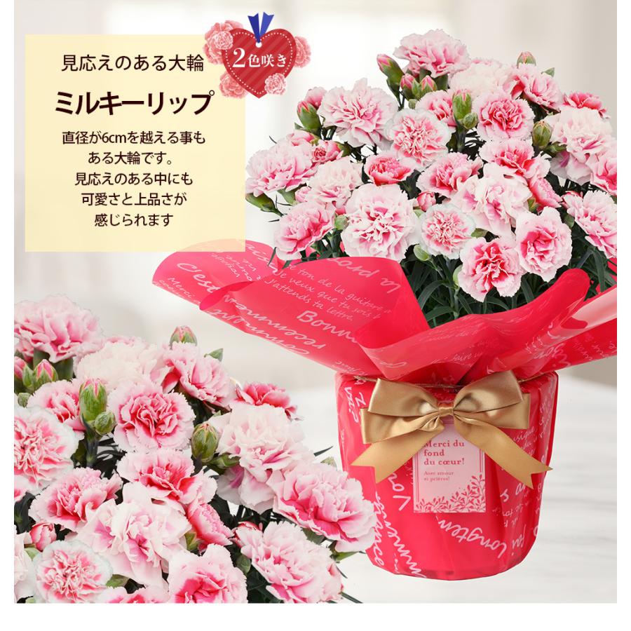 遅れてごめんね 母の日 カーネーション5号 22 鉢植え 花 プレゼント ギフト おしゃれ オシャレ 60代 70代 80代 A イングの森 花 苗 球根 育て方 通販 Yahoo ショッピング