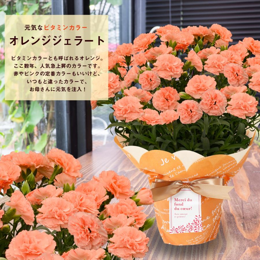 早割! 母の日 12種類から選べるカーネーション5号サイズ 鉢植え 全国送料無料 2026 |  | 15