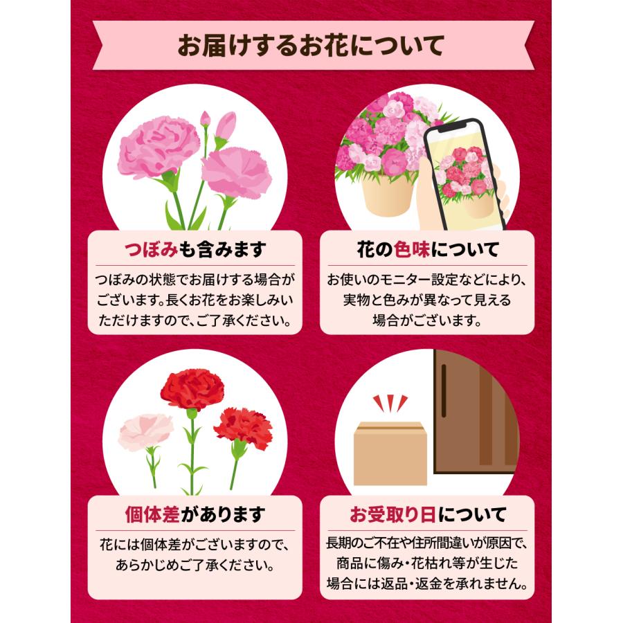 早割! 母の日 12種類から選べるカーネーション5号サイズ 鉢植え 全国送料無料 2026 |  | 19