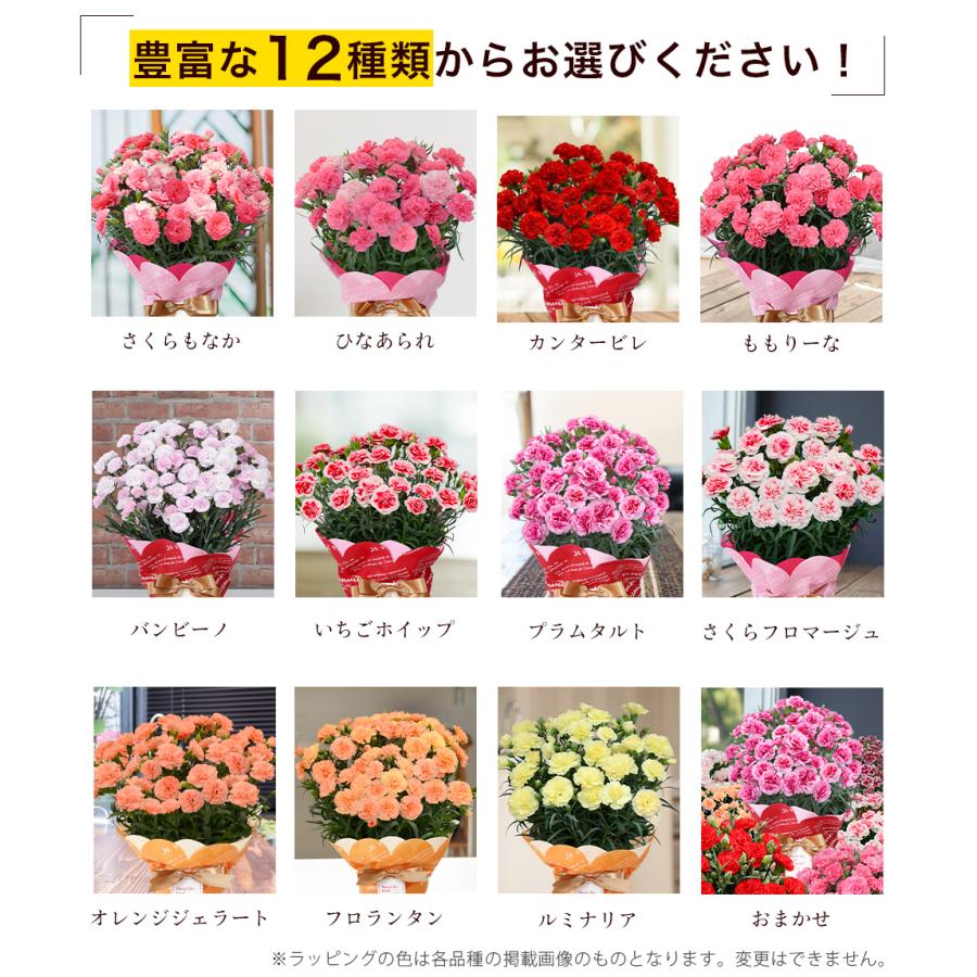 遅れてごめんね 母の日 12種類から選べるカーネーション5号サイズ 鉢植え 全国送料無料 2026 |  | 01