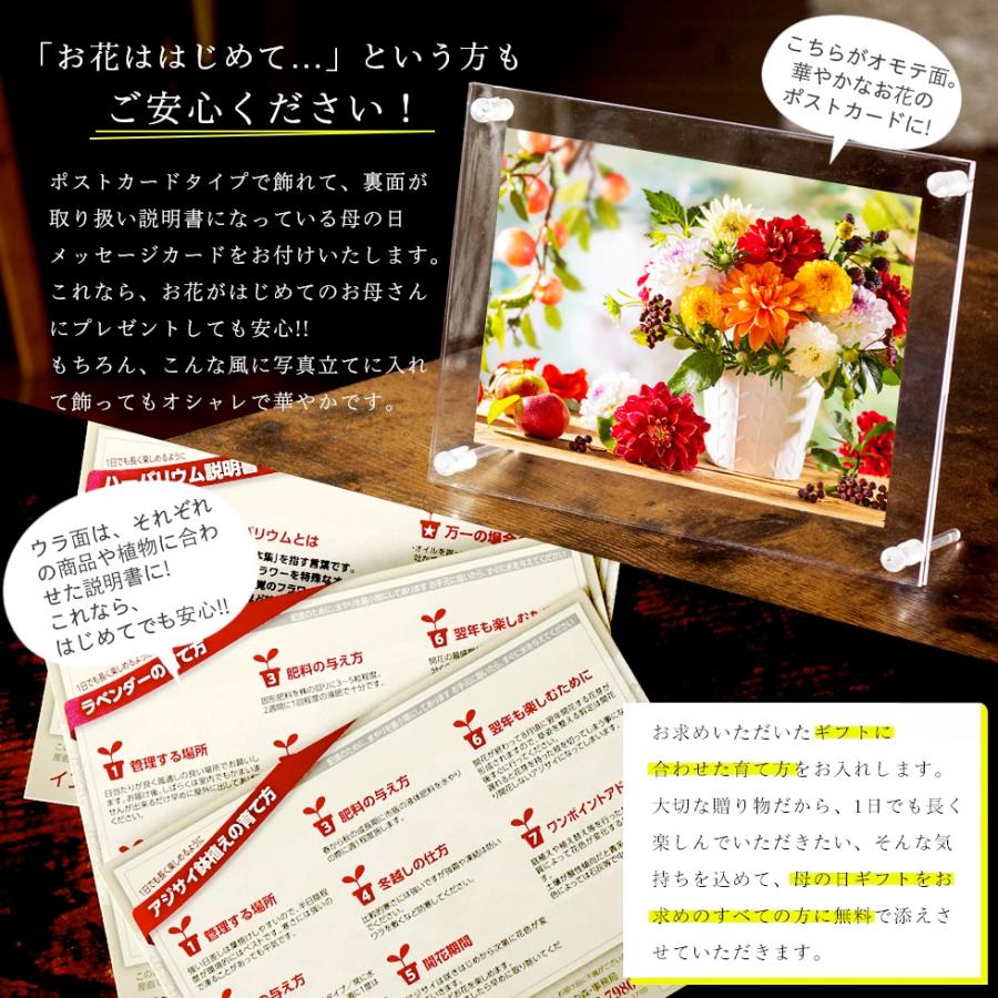 早割! 母の日 12種類から選べるカーネーション5号サイズ 鉢植え 全国送料無料 2026 |  | 06