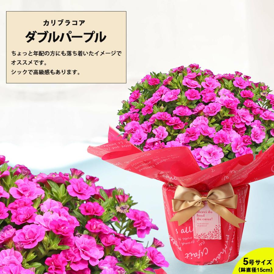 母の日 21 花 プレゼント Present 鉢植え ギフト 人気の選べるお花マーガレット ジャスミン ラベンダー クチナシ等 C イングの森 花 苗 育て方 通販 Yahoo ショッピング