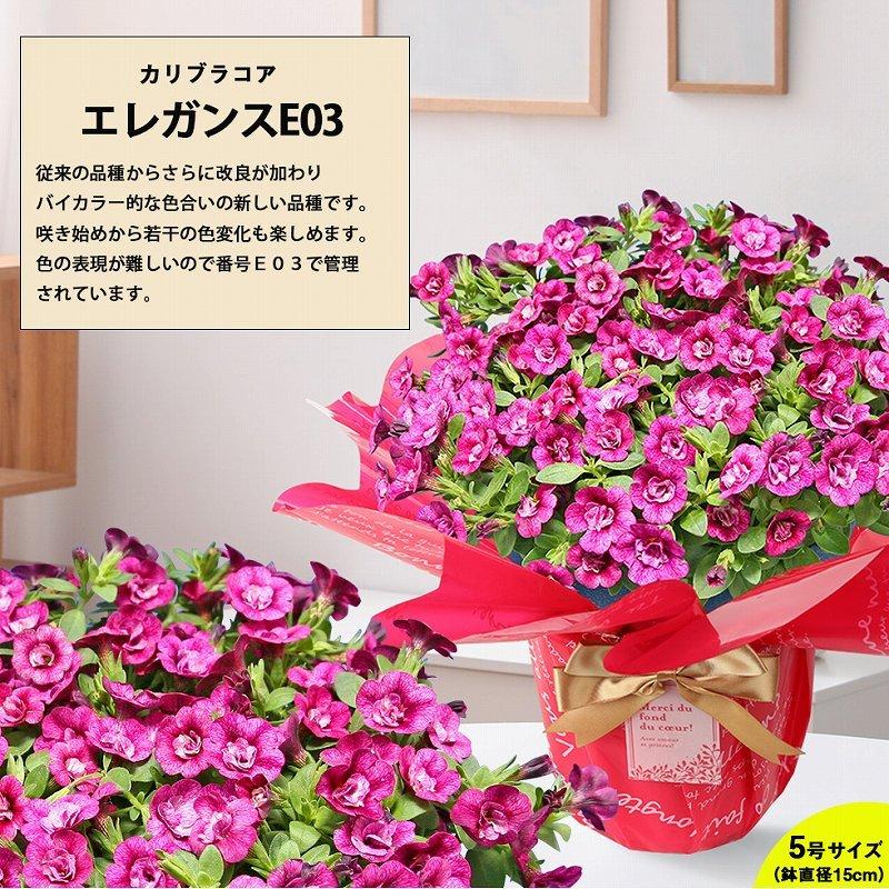 遅れてごめんね 母の日 22 花鉢 鉢植え 花 プレゼント ギフト おしゃれ 60代 70代 80代 選べるカリブラコア カーネーション以外 C イングの森 花 苗 球根 育て方 通販 Yahoo ショッピング