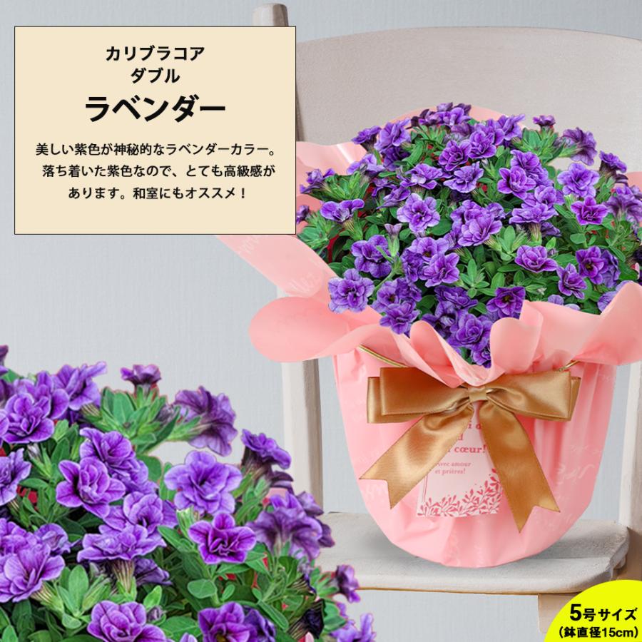 遅れてごめんね 母の日 2026 プレゼント ギフト 花 11種類から選べる
