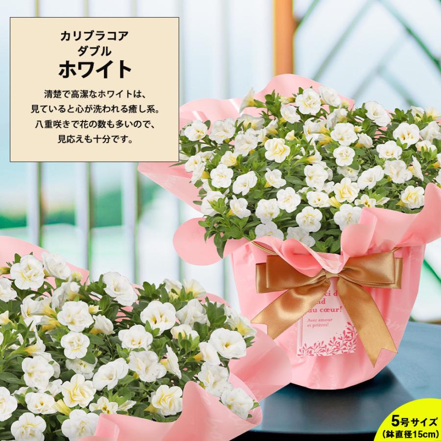 母の日 2026 プレゼント ギフト 花 11種類から選べる カリブラコア