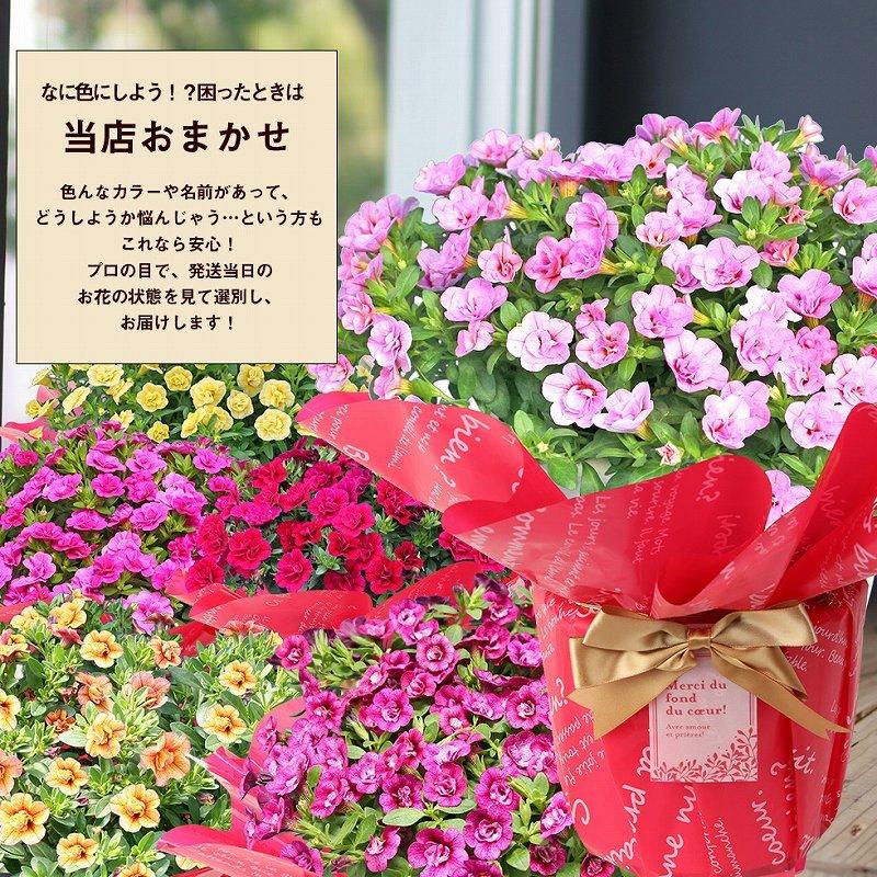 母の日 鉢植え 22 花 プレゼント ギフト おしゃれ 60代 70代 80代 選べるカリブラコア カーネーション以外 C イングの森 母の日 プレゼント ギフト 花 通販 Yahoo ショッピング