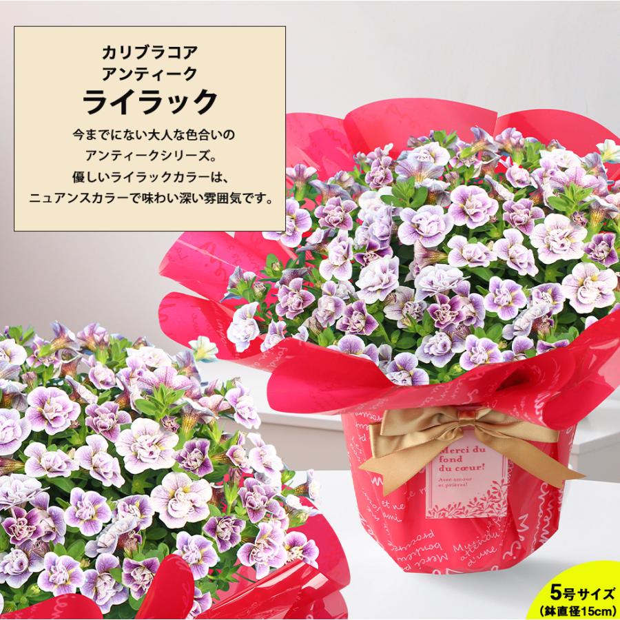 遅れてごめんね 母の日 2025 プレゼント ギフト 花 11種類から選べる