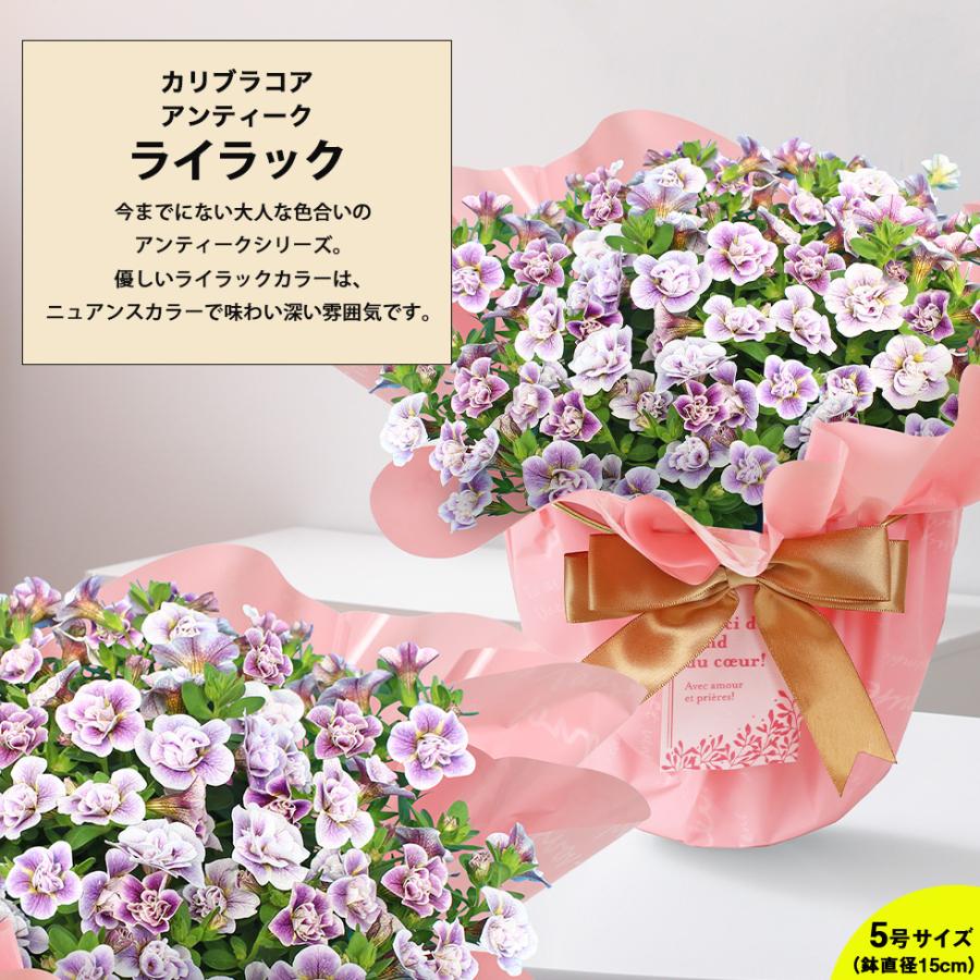 母の日 2026 プレゼント ギフト 花 11種類から選べる カリブラコア