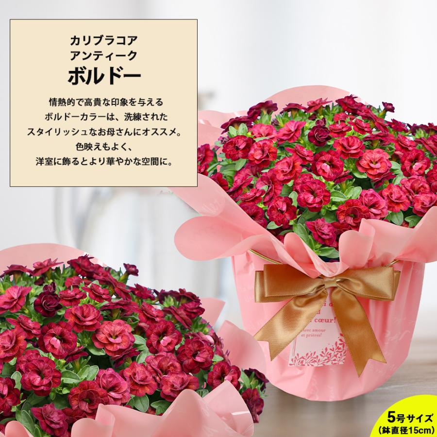 遅れてごめんね 母の日 2026 プレゼント ギフト 花 11種類から選べる