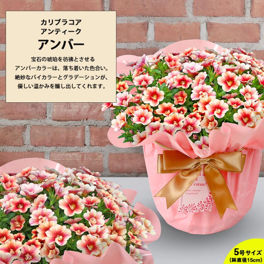 遅れてごめんね 母の日 2026 プレゼント ギフト 花 11種類から選べる