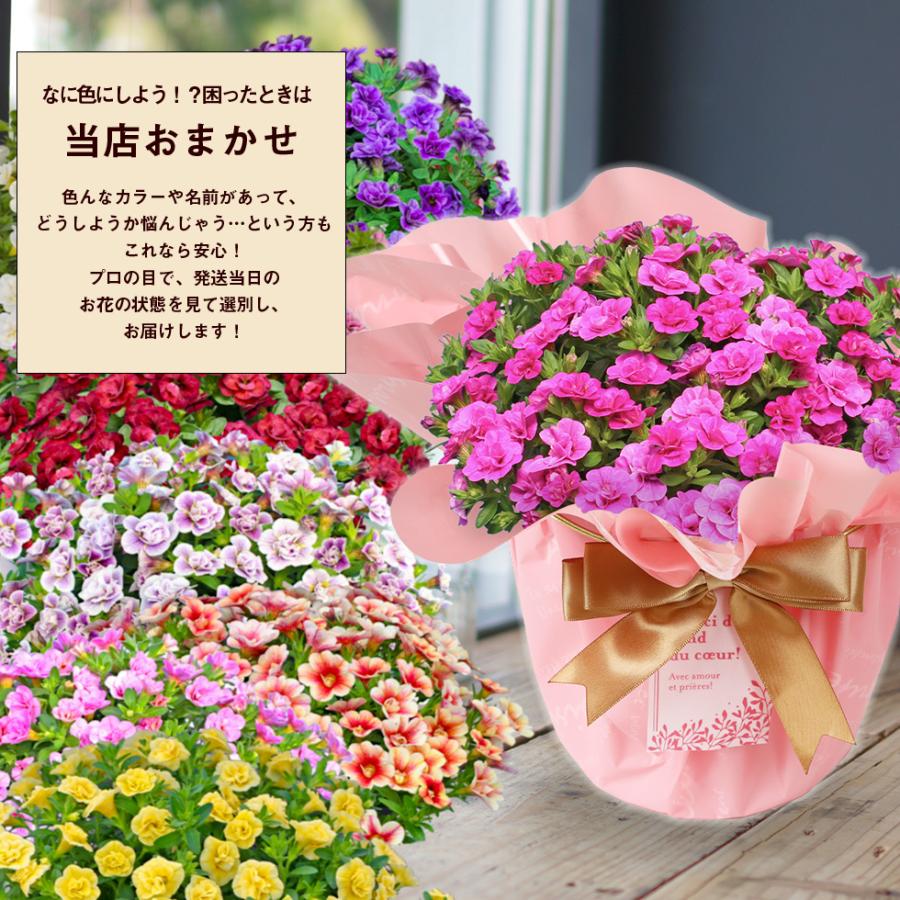 遅れてごめんね 母の日 2026 プレゼント ギフト 花 11種類から選べる