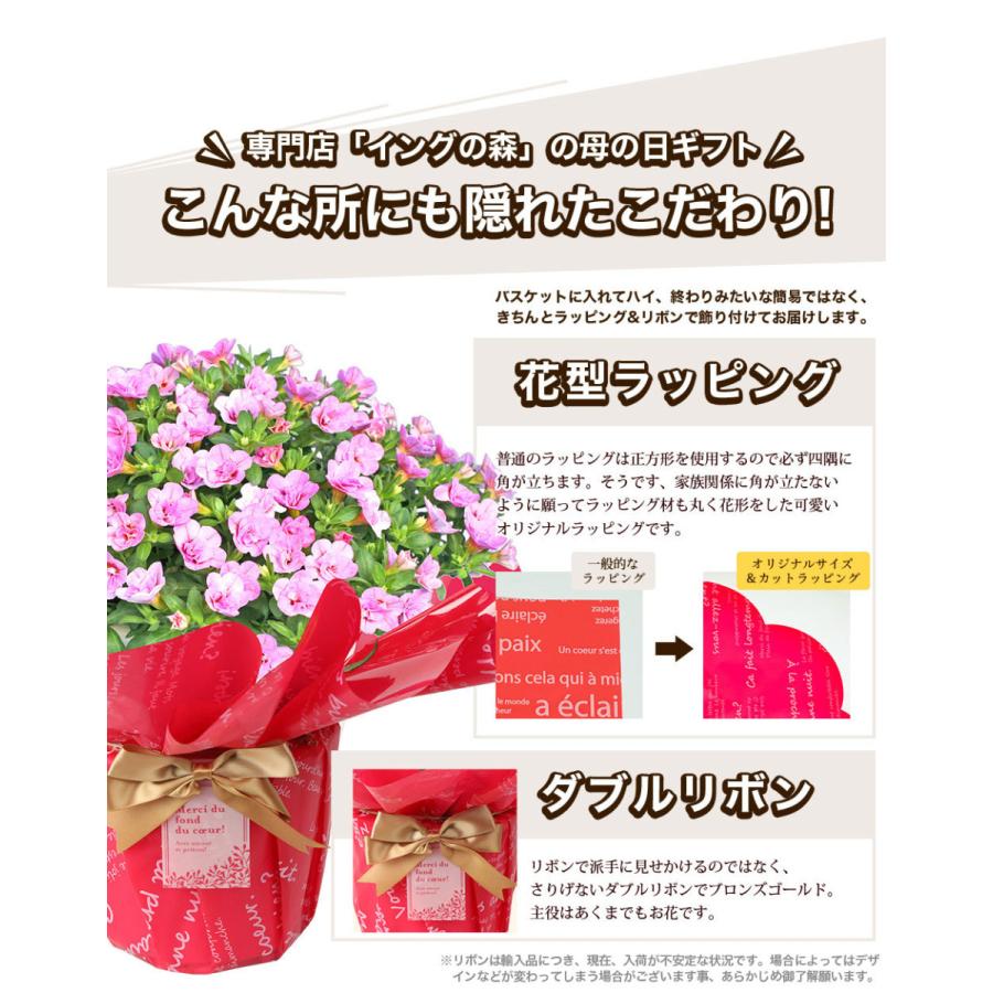 母の日 21 花 プレゼント Present 鉢植え ギフト 人気の選べるお花マーガレット ジャスミン ラベンダー クチナシ等 C イングの森 花 苗 育て方 通販 Yahoo ショッピング