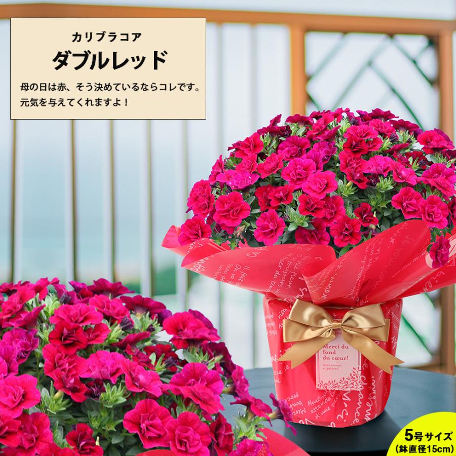 母の日 鉢植え 22 花 プレゼント ギフト おしゃれ 60代 70代 80代 選べるカリブラコア カーネーション以外 C イングの森 母の日 プレゼント ギフト 花 通販 Yahoo ショッピング
