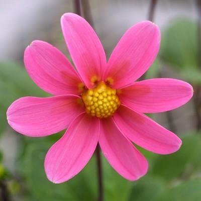 プチガーデンダリア 花 苗 ハミング パッションピンク 1株 宿根草 切り花 寄せ植え イングリッシュガーデンに C 39 090p イングの森 花 苗 育て方 通販 Yahoo ショッピング