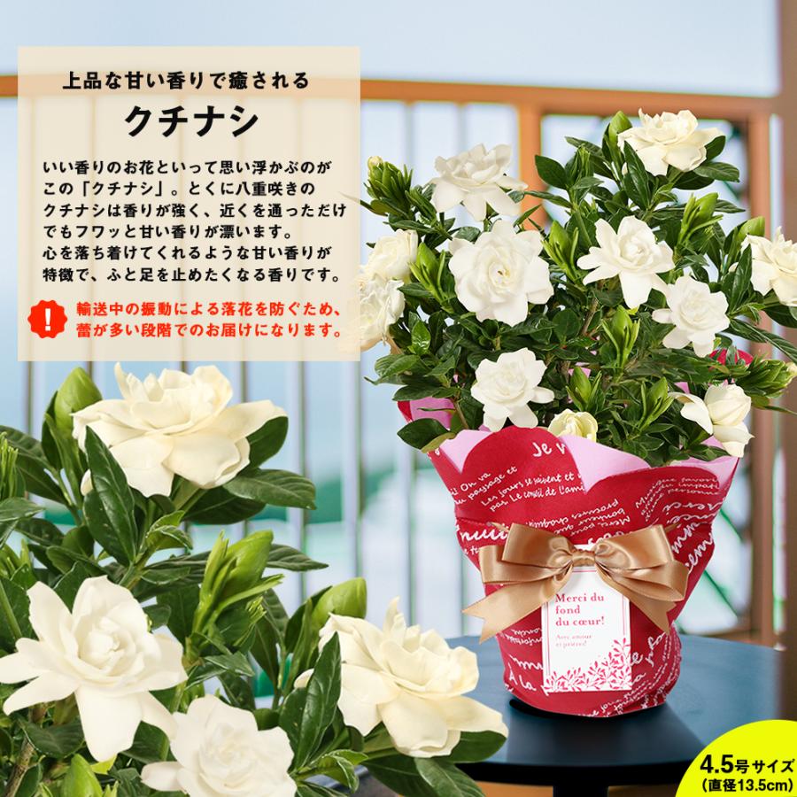 母の日 2026 カスミソウ マーガレット ラベンダー ジャスミン など人気