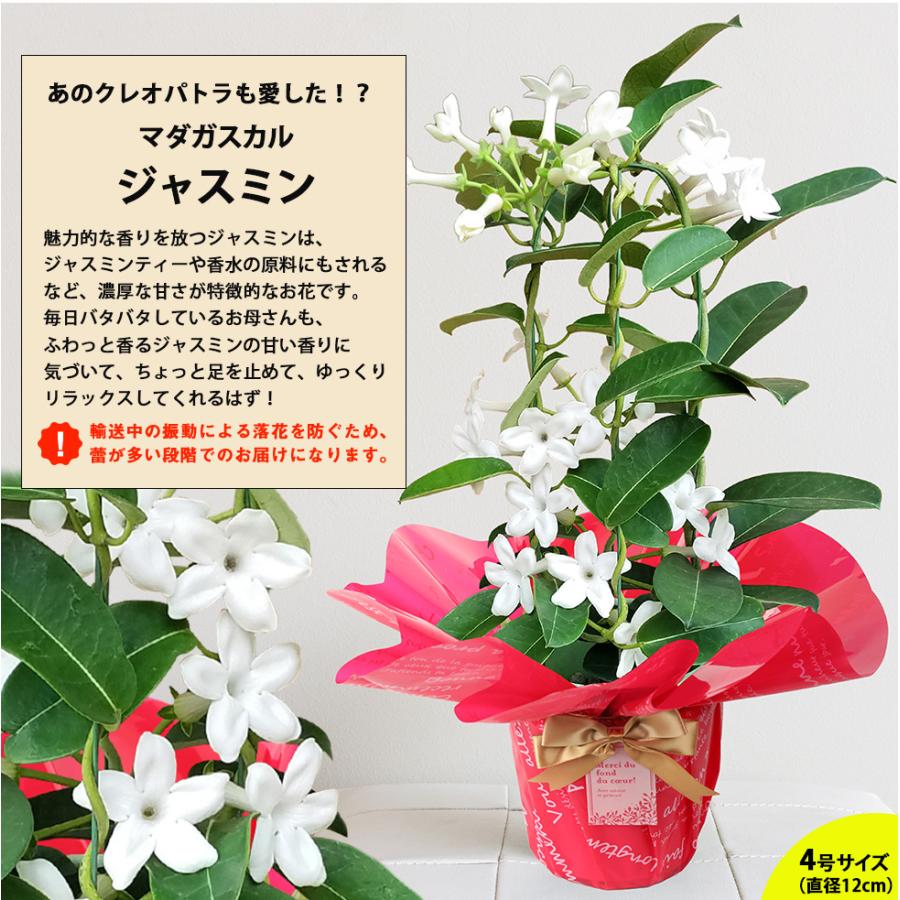 遅れてごめんね 母の日 2025 プレゼント ギフト 花 マーガレット