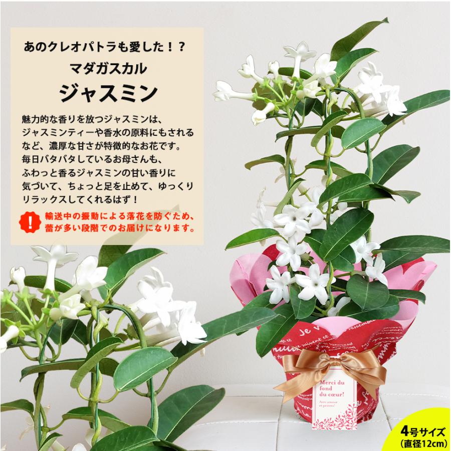 母の日 2026 カスミソウ マーガレット ラベンダー ジャスミン など人気