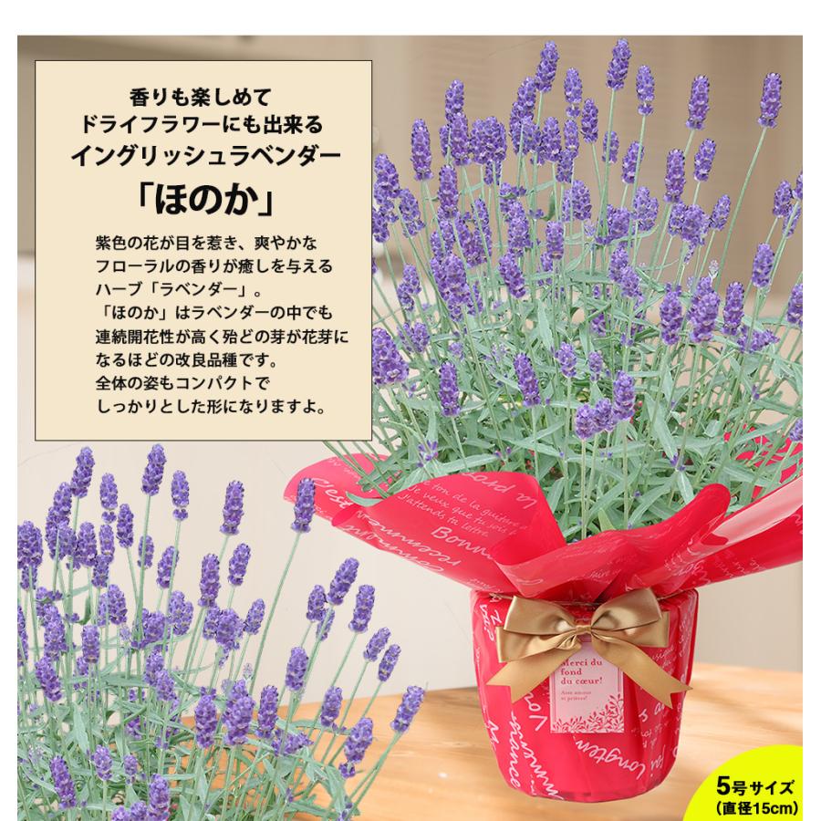 母の日 22 プレゼント ギフト 花 マーガレット ラベンダー 寄植え等 人気のお花たち こだわりラッピング 全国一律 送料無料 D イングの森 母の日 プレゼント ギフト 花 通販 Yahoo ショッピング