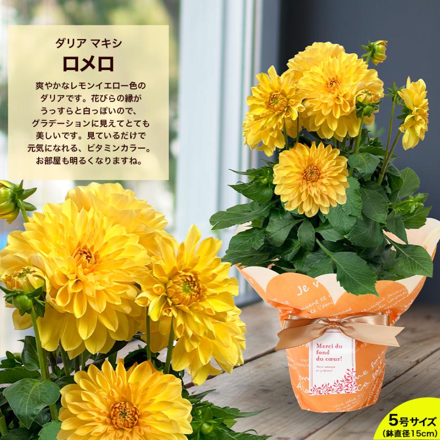 母の日 2026 鉢植え 花 プレゼント ギフト ダリア マキシ 5号サイズ 8