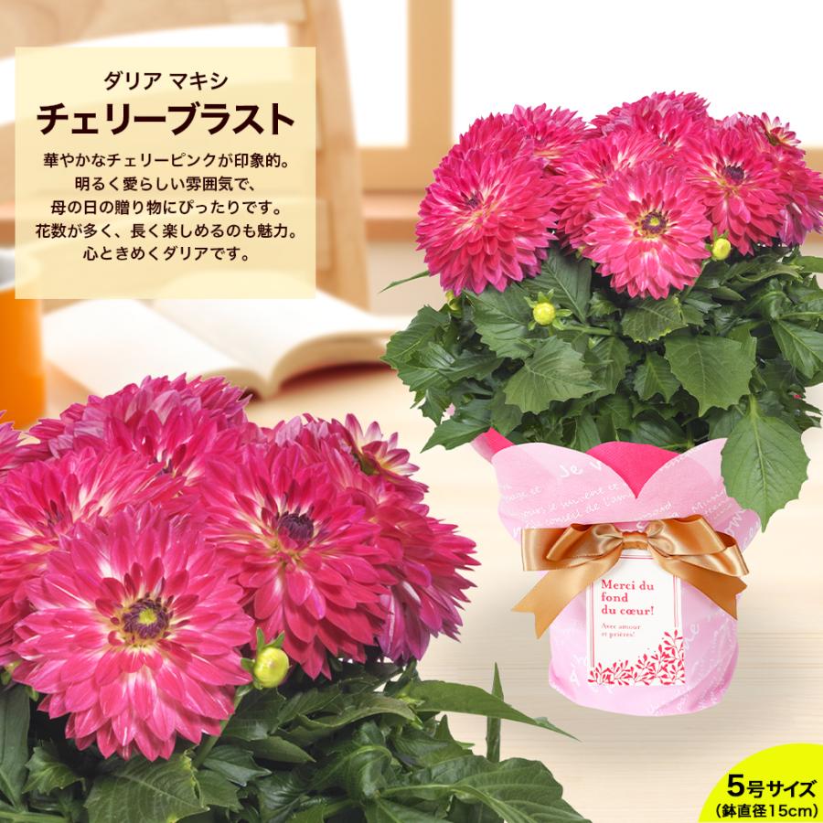 母の日 2026 鉢植え 花 プレゼント ギフト ダリア マキシ 5号サイズ 8