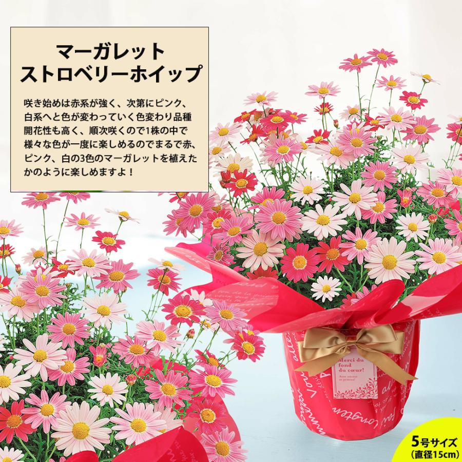 母の日 21 花 鉢植え プレゼントpresent ギフト 選べるお花 おしゃれ ベゴニア ブーゲンビリア クレマチス こだわりラッピング E イングの森 花 苗 育て方 通販 Yahoo ショッピング