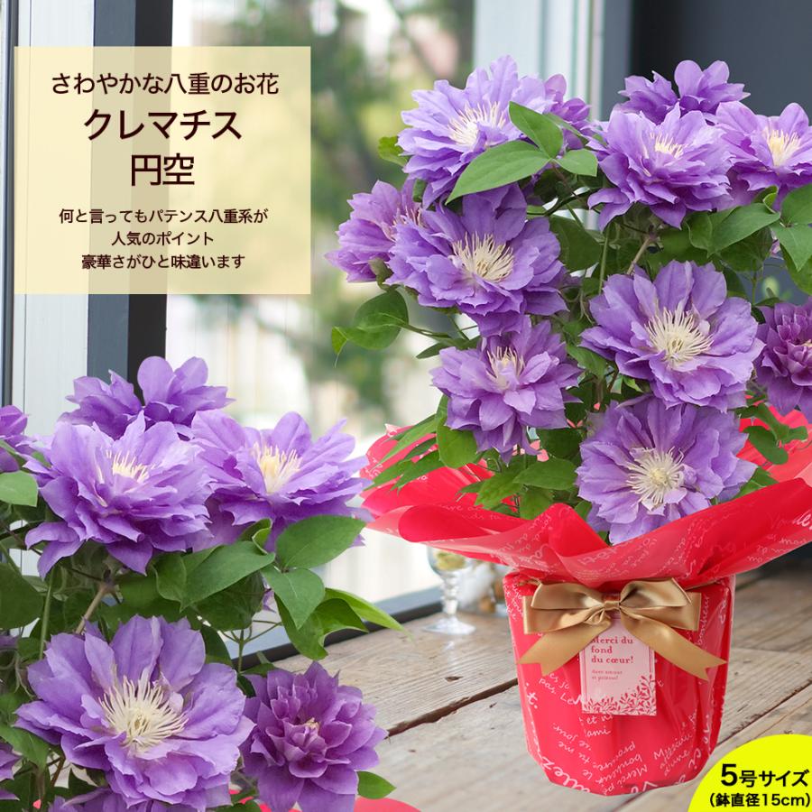母の日 2026 ギフト 鉢植え 花 プレゼント 10種類から選べる