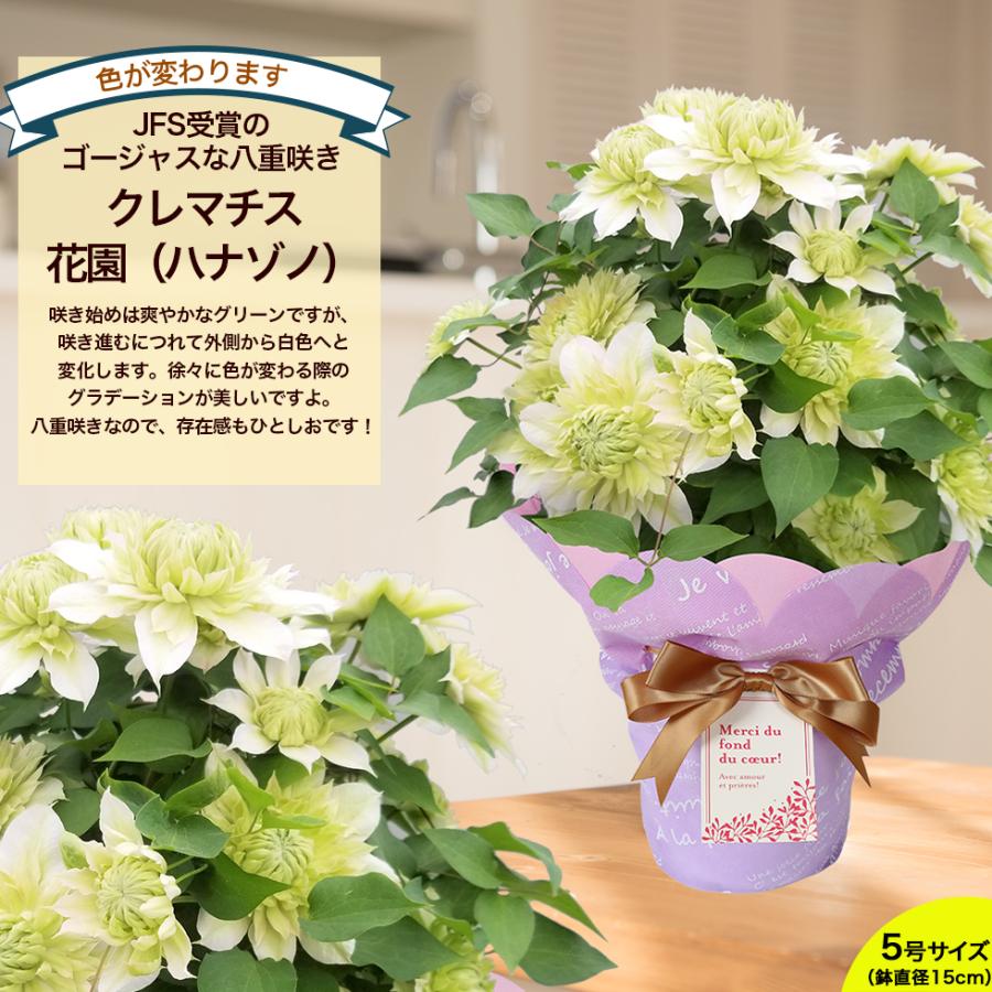 母の日 2026 ギフト 鉢植え 花 プレゼント 12種類から選べる