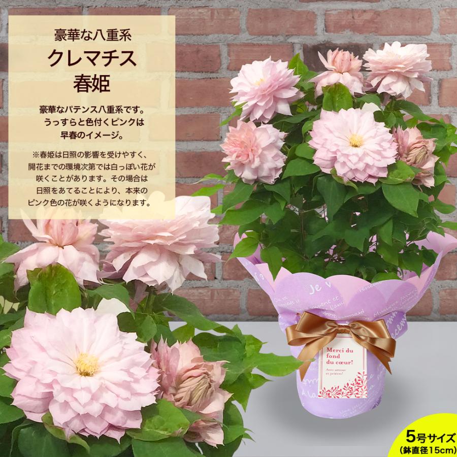 遅れてごめんね 母の日 2026 ギフト 鉢植え 花 プレゼント 12種類から