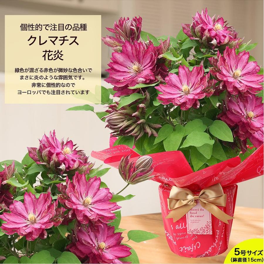 遅れてごめんね 母の日 22 花鉢 鉢植え ギフト プレゼント おしゃれ オシャレ デルフィニューム ブーゲンビリア クレマチスなど F イングの森 花 苗 球根 育て方 通販 Yahoo ショッピング