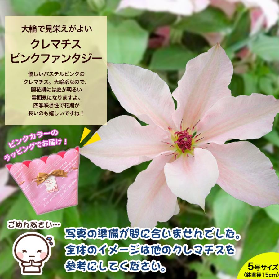 遅れてごめんね 母の日 2026 ギフト 鉢植え 花 プレゼント 12種類から