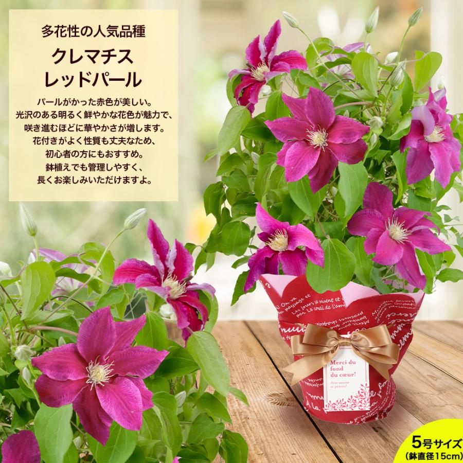 遅れてごめんね 母の日 2026 ギフト 鉢植え 花 プレゼント 12種類から