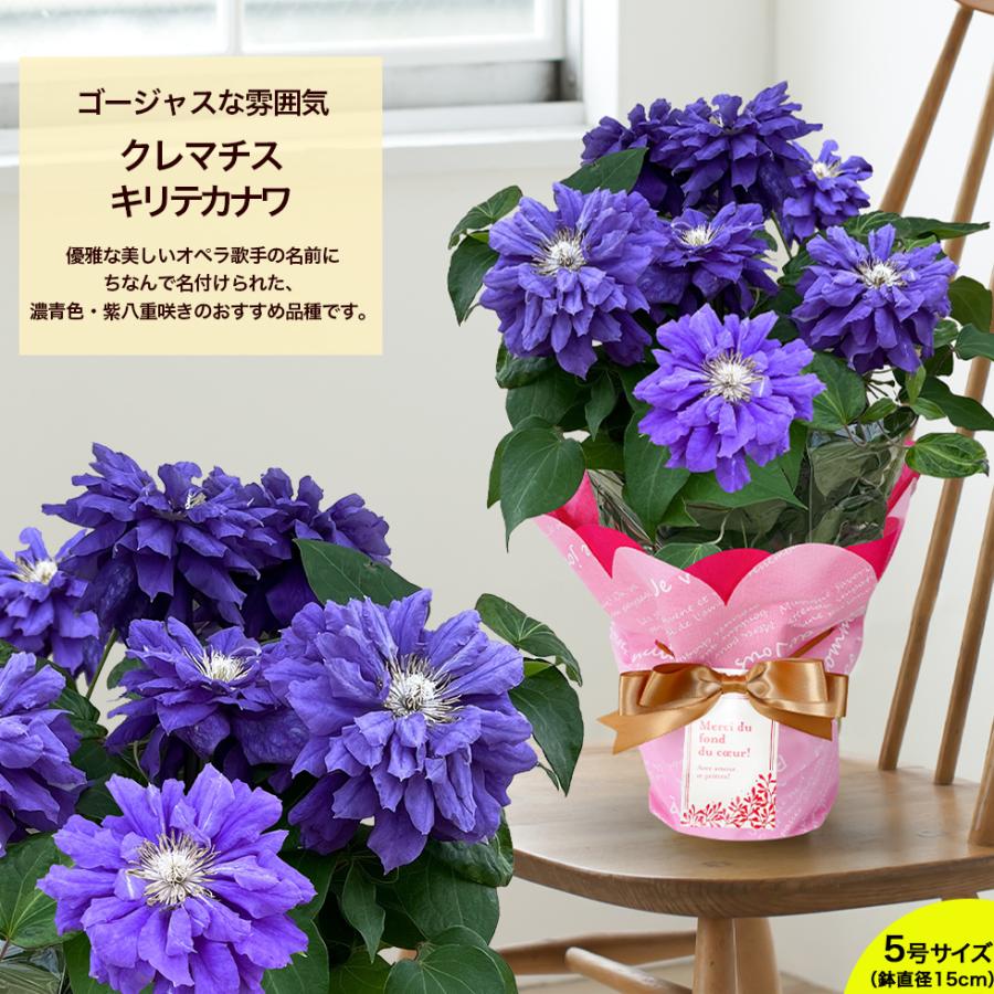 遅れてごめんね 母の日 2026 ギフト 鉢植え 花 プレゼント 12種類から