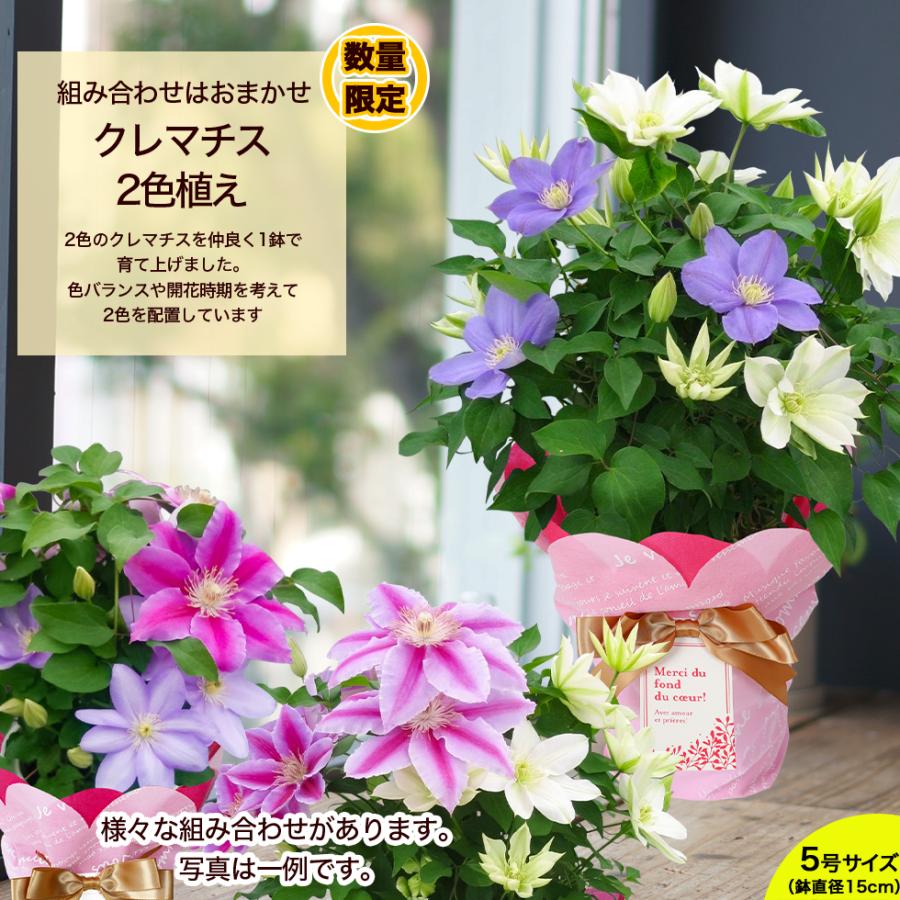 遅れてごめんね 母の日 2026 ギフト 鉢植え 花 プレゼント 12種類から