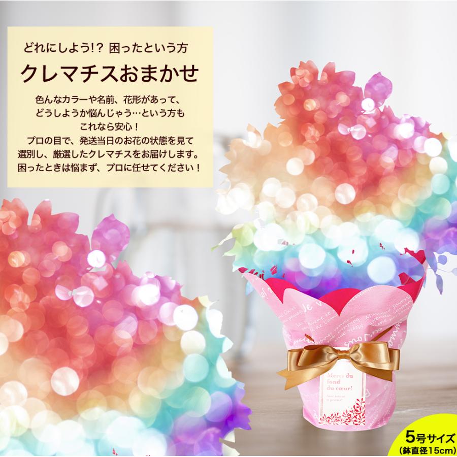 遅れてごめんね 母の日 2026 ギフト 鉢植え 花 プレゼント 12種類から