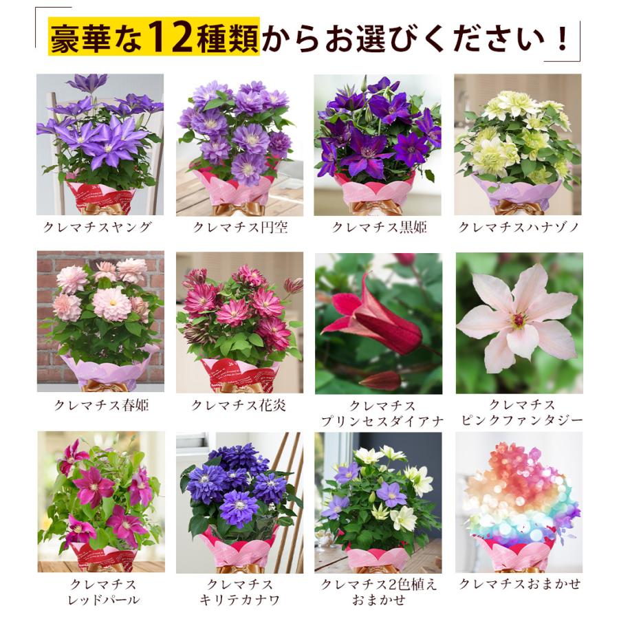 遅れてごめんね 母の日 2026 ギフト 鉢植え 花 プレゼント 12種類から