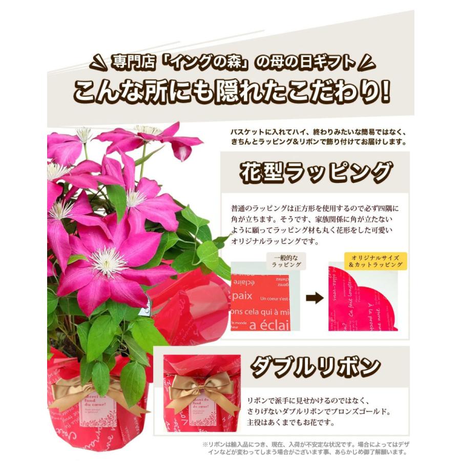 遅れてごめんね 母の日 22 花鉢 鉢植え ギフト プレゼント おしゃれ オシャレ デルフィニューム ブーゲンビリア クレマチスなど F イング の森 花 苗 球根 育て方 通販 Yahoo ショッピング