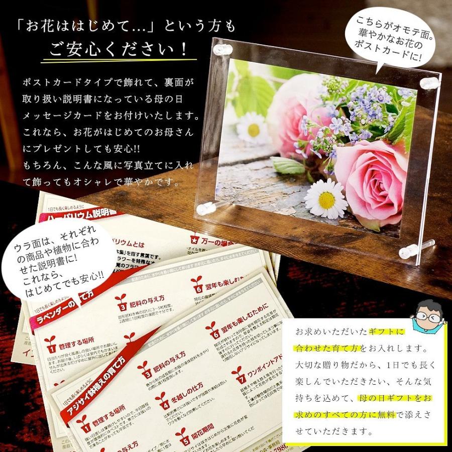 母の日 22 ギフト 鉢植え 花 プレゼント デルフィニューム ブーゲンビリア クレマチスなど 13種類から選べる こだわりラッピング F イングの森 母の日 プレゼント ギフト 花 通販 Yahoo ショッピング