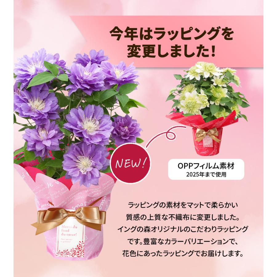 遅れてごめんね 母の日 2026 ギフト 鉢植え 花 プレゼント 12種類から