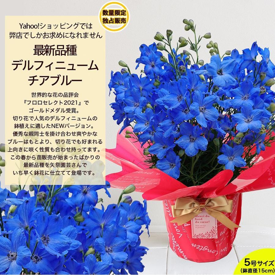 遅れてごめんね 母の日 22 花鉢 鉢植え ギフト プレゼント おしゃれ オシャレ デルフィニューム ブーゲンビリア クレマチスなど F イングの森 花 苗 球根 育て方 通販 Yahoo ショッピング