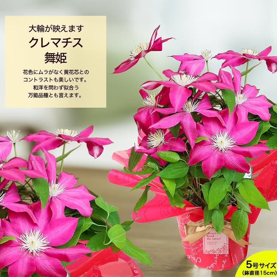 遅れてごめんね 母の日 22 花鉢 鉢植え ギフト プレゼント おしゃれ オシャレ デルフィニューム ブーゲンビリア クレマチスなど F イングの森 花 苗 球根 育て方 通販 Yahoo ショッピング