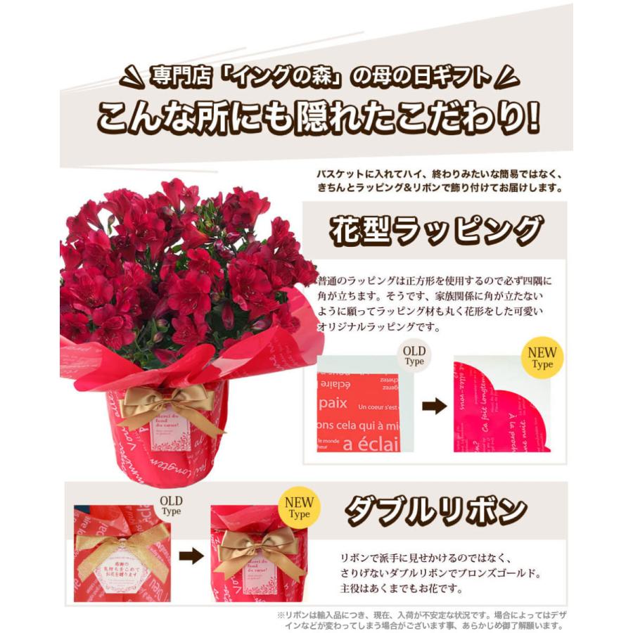 母の日 クレマチス 豪華 お花 21 鉢植え ギフト プレゼント 6号鉢 こだわりラッピング Gift Present 3種類から選べます G イングの森 花 苗 育て方 通販 Yahoo ショッピング