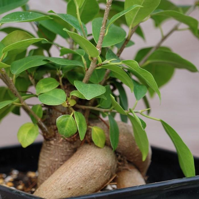 観葉植物 インテリア ダンディなガジュマル (カジュマルの木