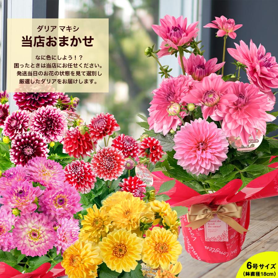 母の日 2025 ダリア カラー プレゼント ギフト 8種類から選べる ダリア