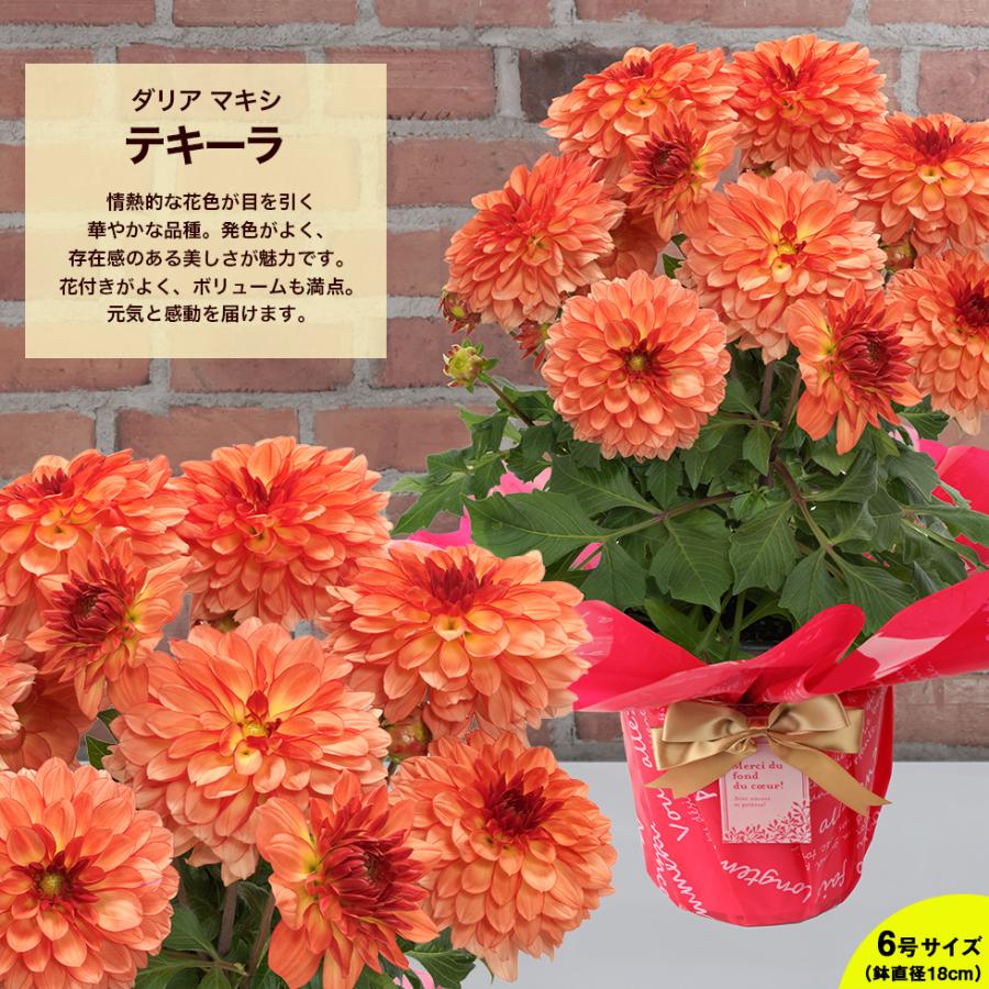 母の日 2026 ダリア カラー プレゼント ギフト 10種類から選べる