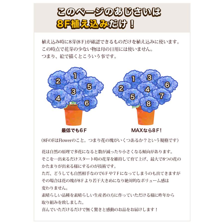 母の日 22 あじさい プレゼント ギフト 6種類から選べるアジサイ5号サイズ 紫陽花 鉢植え こだわりラッピング 全国送料無料 H イングの森 母の日 プレゼント ギフト 花 通販 Yahoo ショッピング