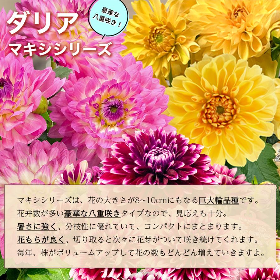 母の日 2026 ダリア カラー プレゼント ギフト 10種類から選べる