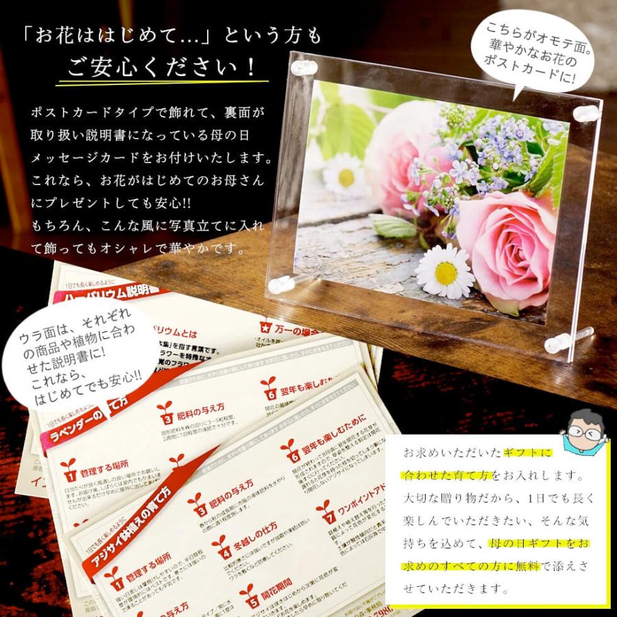 遅れてごめんね 母の日あじさい 紫陽花 アジサイ 5号 鉢植え 22 プレゼント ギフト 6種類から選べる H イングの森 花 苗 球根 育て方 通販 Yahoo ショッピング