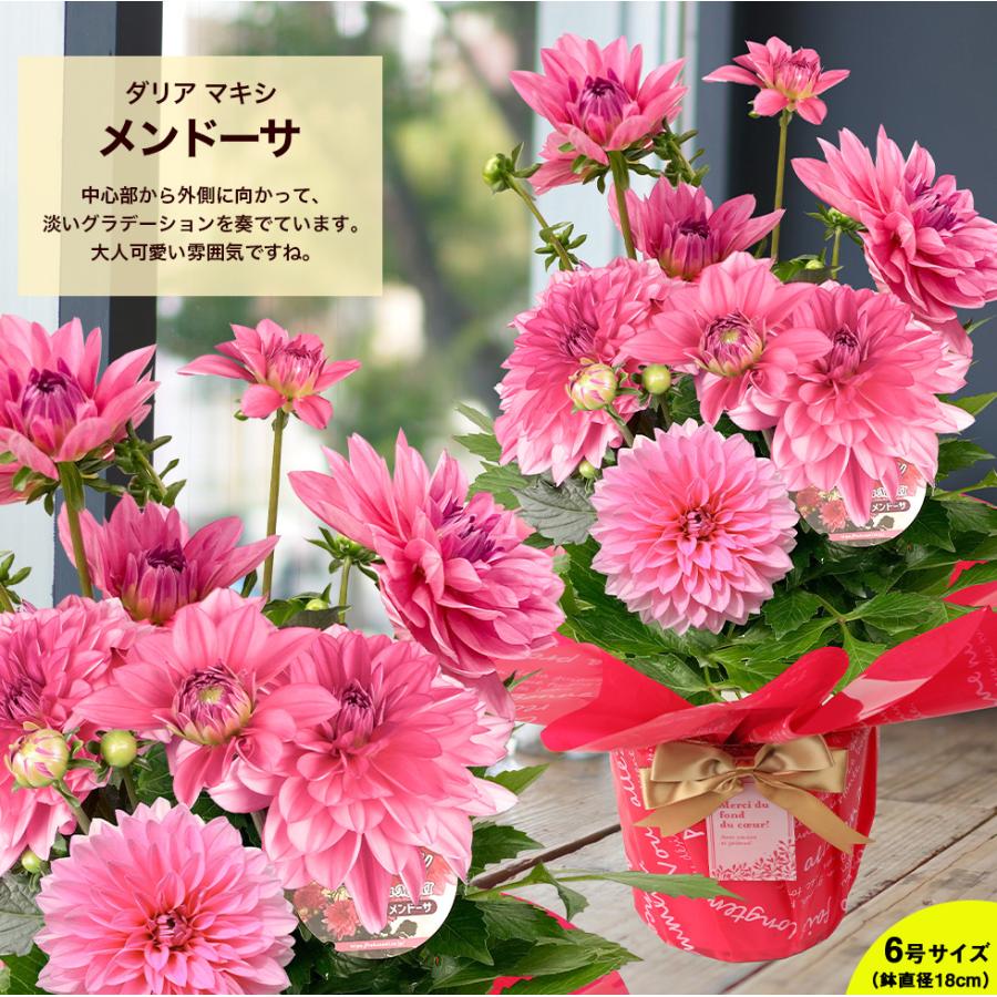 母の日 2025 ダリア カラー プレゼント ギフト 8種類から選べる ダリア